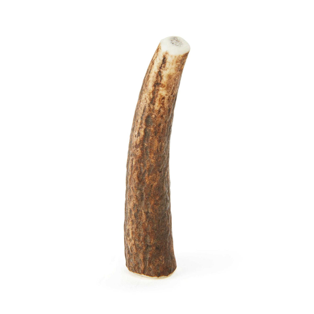 Whole Elk Antler Dog Chew W853038