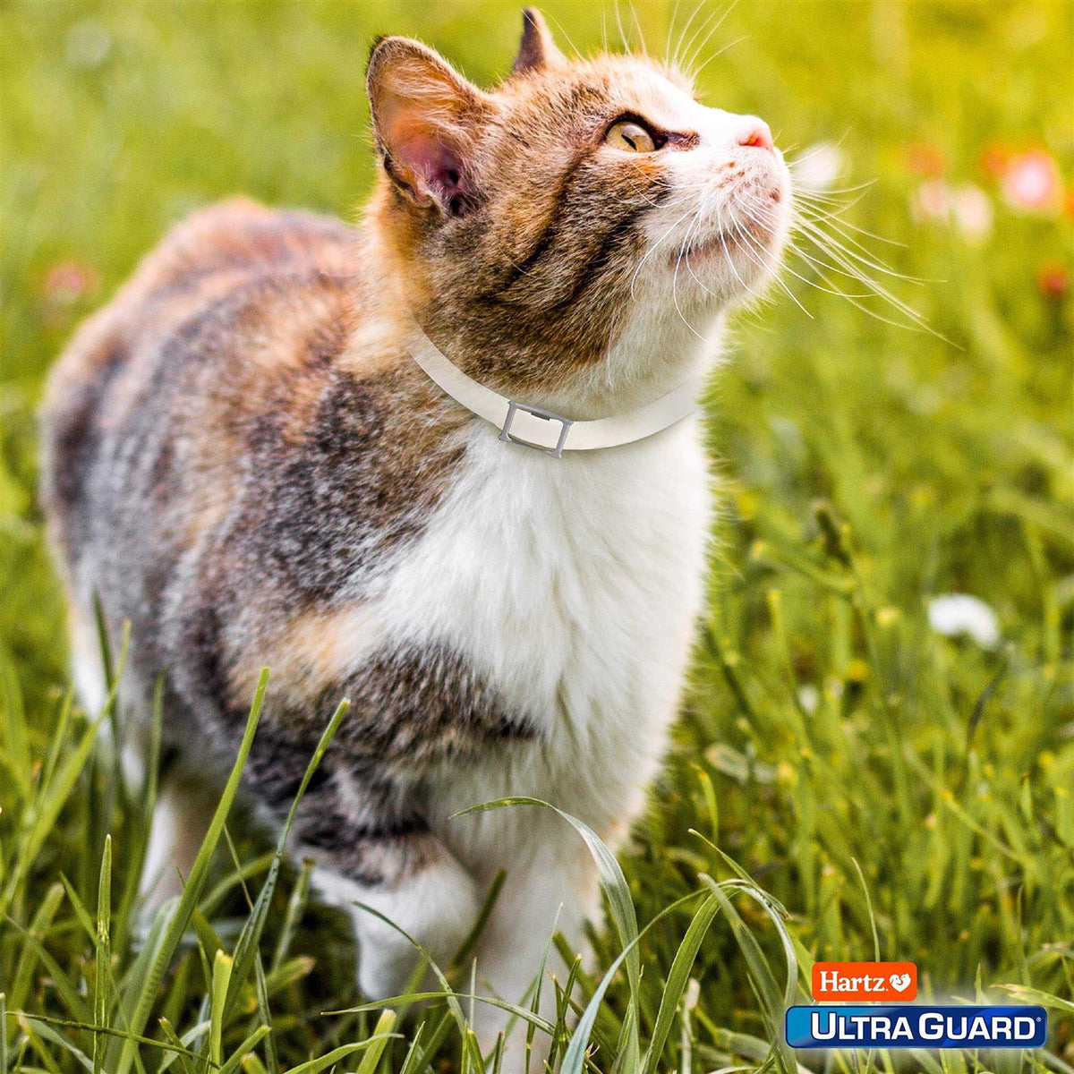 Flea & Tick Collar for Cats & Kittens V19483