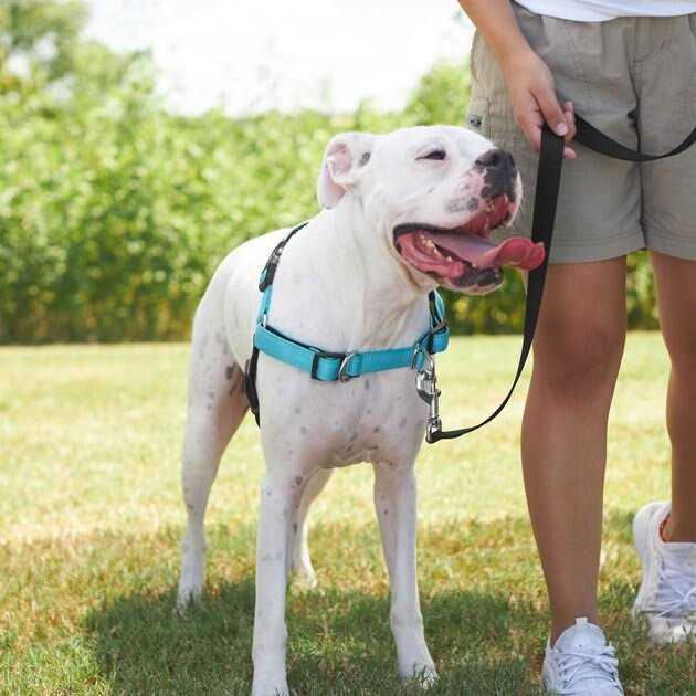 Padded Reflective No Pull Harness L45567
