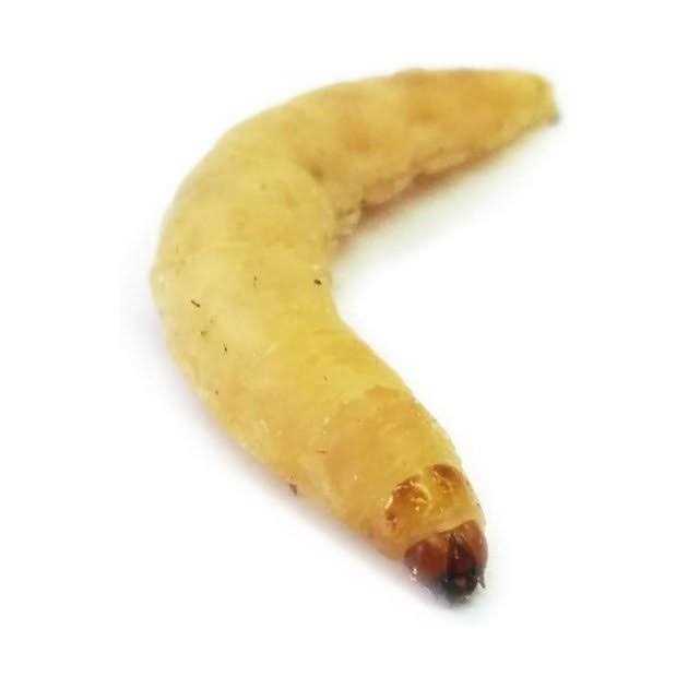 Waxworms Live Feed Reptile Food K5496