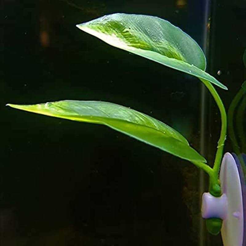 Betta Fish Leaf Pad Plastic Suction Cup V414
