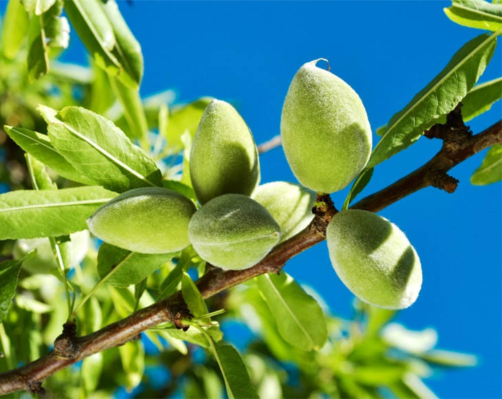 Organic Blanched Slivered Almonds, 8 Pounds D34762