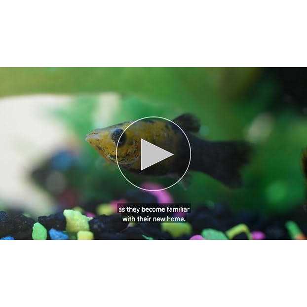 20 Gallon LED Aquarium Kit Q9779