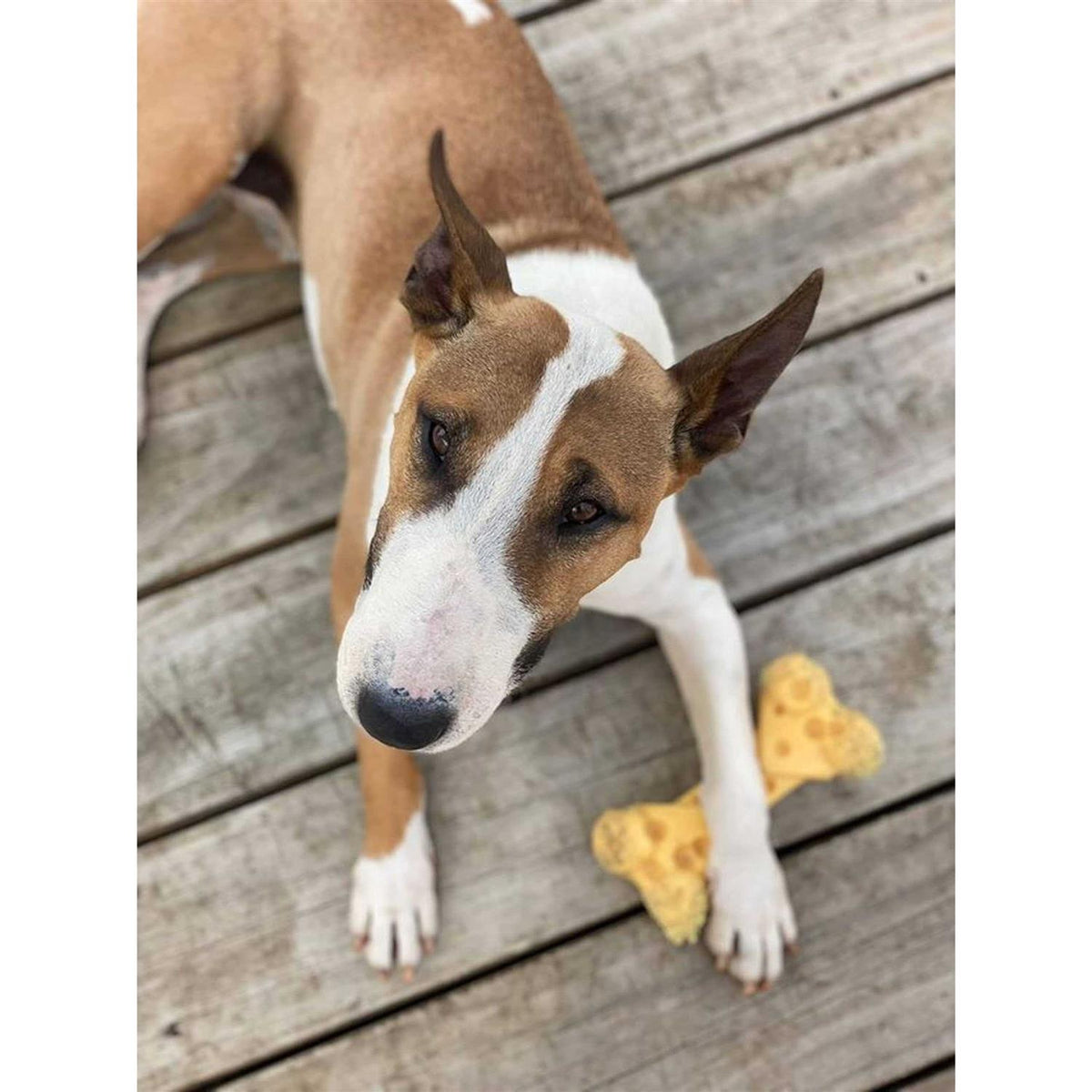 Cheese Bone Dog Toy I638