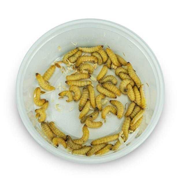 Waxworms Live Feed Reptile Food K5496