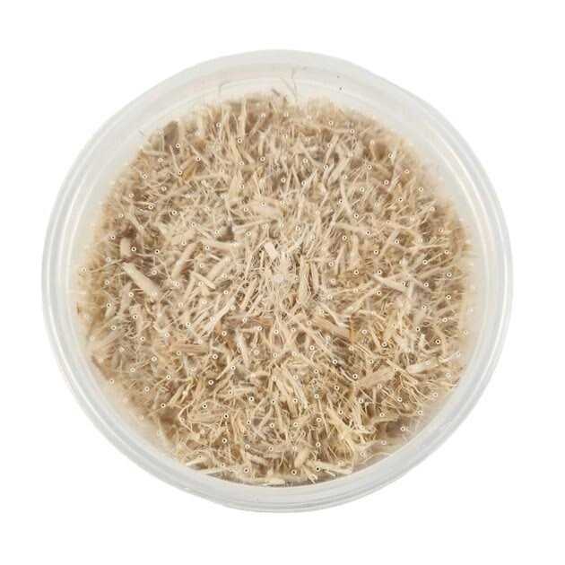 Waxworms Live Feed Reptile Food K5496