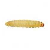 Waxworms Live Feed Reptile Food K5496